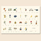 Alphabet poster