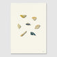Shells